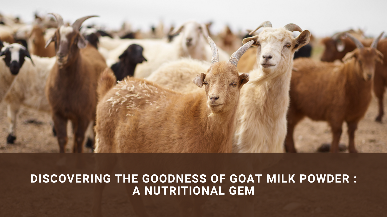 Discovering the Goodness of Goat Milk Powder : A Nutritional Gem